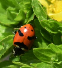 Hippodamia quinquesignata