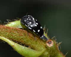 Hoshihananomia pseudoelegans