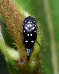 Hoshihananomia pseudoelegans