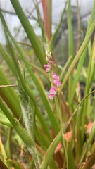 Spiranthes australis