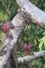 Tillandsia complanata