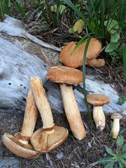 Gymnopilus junonius