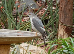 Accipiter badius polyzonoides