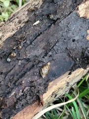 Cochlicopa lubrica