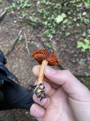 Cortinarius smithii