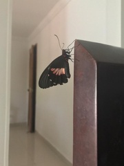 Parides iphidamas