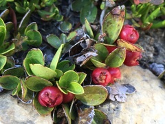 Gaultheria humifusa