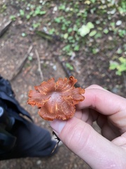 Cortinarius smithii