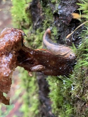 Prophysaon andersonii