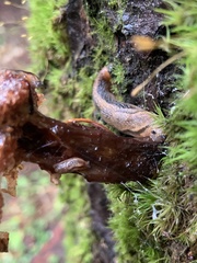 Prophysaon andersonii