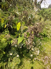 Buddleja cordata
