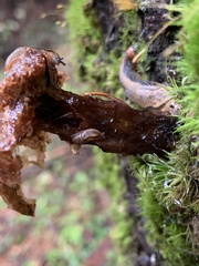 Prophysaon andersonii