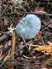 Clitocybe odora pacifica