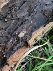 Cochlicopa lubrica