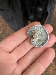 Clitocybe odora pacifica