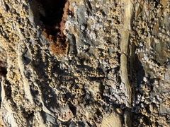 Balanomorpha