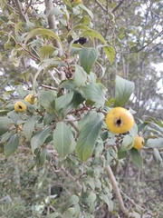 Crataegus mexicana