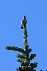 Selasphorus calliope