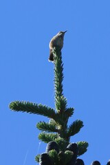 Selasphorus calliope