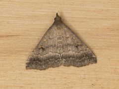 Tetanolita palligera