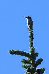 Selasphorus calliope