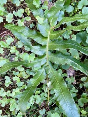 Blechnum wattsii