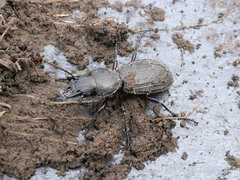 Mecodema sculpturatum