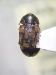 Mycetophagidae
