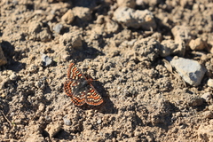 Euphydryas