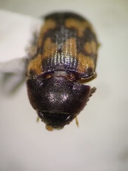 Mycetophagidae