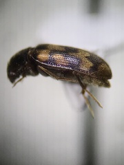 Mycetophagidae