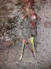 Pardirallus maculatus