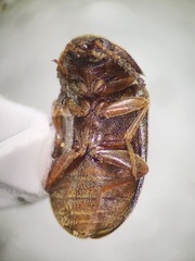 Mycetophagidae