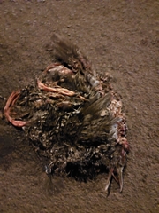 Pardirallus maculatus