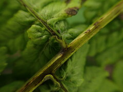 Diplazium sandwichianum
