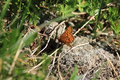 Boloria chariclea