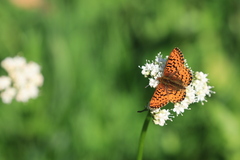 Boloria chariclea