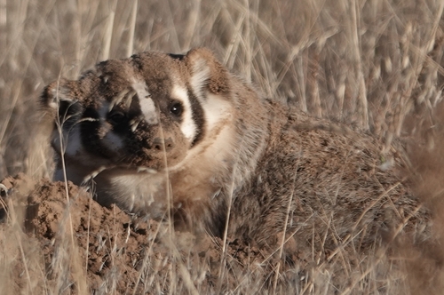 American Badger photographed in Nebraska