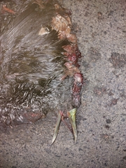 Pardirallus maculatus