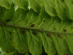 Diplazium sandwichianum