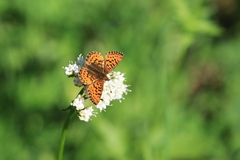 Boloria chariclea