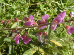 Desmodium tortuosum