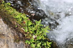 Micranthes nelsoniana