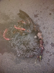 Pardirallus maculatus