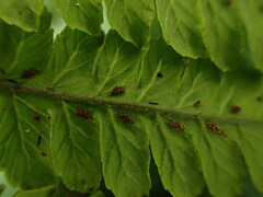 Diplazium sandwichianum