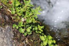 Micranthes nelsoniana