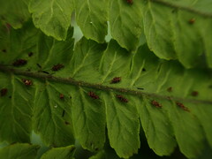 Diplazium sandwichianum