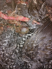 Pardirallus maculatus