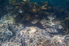 Monodactylus argenteus