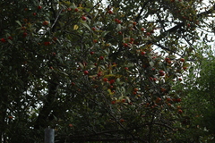Crataegus mexicana